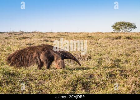 Un anteater selvaggio al pascolo Foto Stock