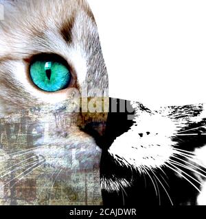 Collage di arte di supporti misti. Vista ravvicinata del gatto con gli occhi verdi. Taglio verticale su carta da giornale stampa grana sfondo texture. Animali domestici e stile di vita con Foto Stock