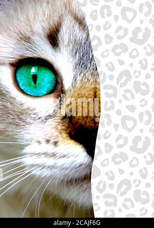 Collage di arte di supporti misti. Vista ravvicinata del gatto con gli occhi verdi. Taglia ritratto su sfondo bianco e nero stampa leopardo effetto texture dipinta a mano. Animali domestici e. Foto Stock