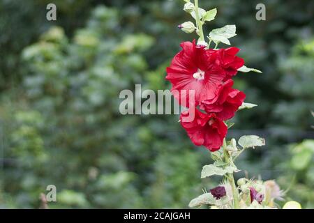 Bellissimo hollyhock rosso su morbido sfondo verde sfocato con copia spazio Foto Stock