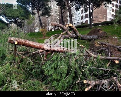 Alberi sradicati e rotti dopo una tempesta abbastanza intensa con vento forte, a Madrid, Spagna Foto Stock