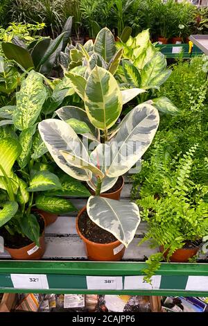 Ficus elastica. Piante di casa in pentole in negozio di giardino. Piante verdi è venduto in negozio. Piantando di verde. Foto Stock