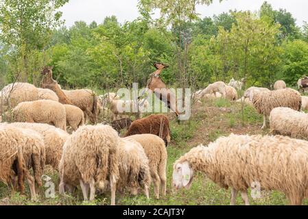 Una capra bruna mangia le foglie di una pianta mentre si trova su due gambe tra le pecore bianche. Capra marrone tra caprini e pecore in natura. Foto Stock