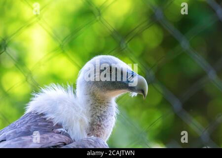 Griffon Vulture Bird of Prey in cattività (Gyps fulvus) Foto Stock