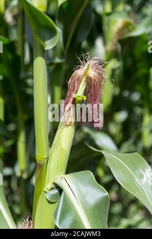 Gambi di mais crescono in un campo in olanda in luglio Foto Stock