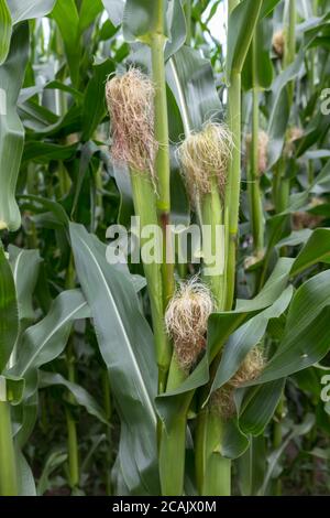 Gambi di mais crescono in un campo in olanda in luglio Foto Stock