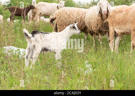 Vista frontale di una capra di bambino di fronte alla macchina fotografica mentre pascolano. Pecore e capre in un prato. Foto Stock