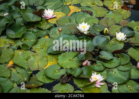 Ninfee rosa ninfea 'Hollandia' fiore e foglie Foto Stock