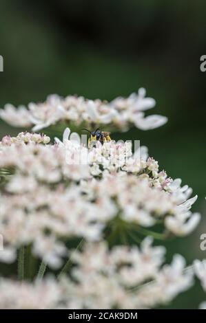 Digger Wasp (Cerceris rybyensis) con coda ornata Foto Stock