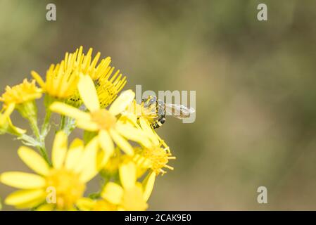 Vista laterale di un Digger Wasp ornato con coda (Cerceris rybyensis) Alimentazione su Ragwort Foto Stock