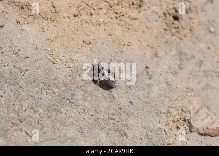 Grande Shaggy Bee (Panurgus banksianus) che entra in un buco del nido Foto Stock