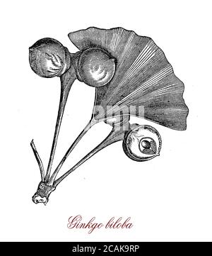 Ginkgo biloba, grande albero di specie molto vecchie originarie della Cina ampiamente coltivato per l'alimento e usato nella medicina tradizionale come trattamento del morbo di Alzheimer Foto Stock