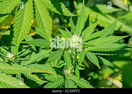 Pianta di canapa, cannabis sativa, primo piano Foto Stock
