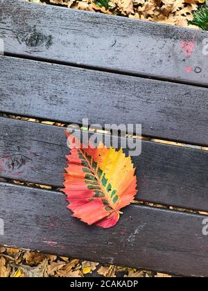 Grande foglia rossa sdraiata su una panchina. Closeup di bella foglia di olmo caduto secco sulle tavole all'aperto. Autunno, stagione, fogliame Foto Stock