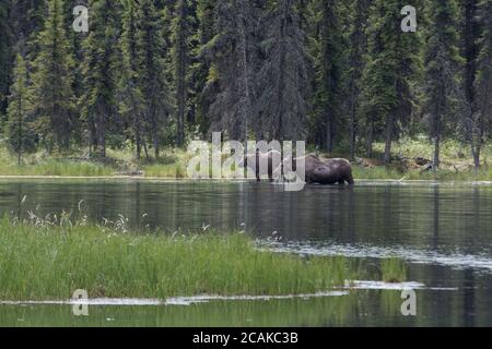 Una mucca e un alce toro nel lago Horseshoe nel Denali National Park, Alaska, Stati Uniti Foto Stock