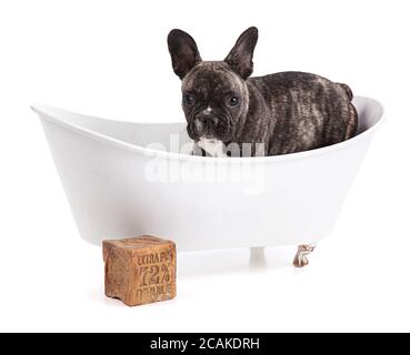 Cucciolo di bulldog francese in vasca da bagno su sfondo bianco Foto Stock