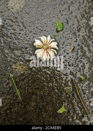 Molti petalo testa di fiore che giace su una pavimentazione di cemento bagnata rotto dal suo gambo di pianta circondato da altra materia di pianta come erba dopo la tessitura ventosa lei. Foto Stock