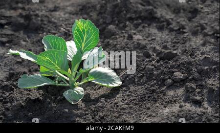 Cavolo in crescita nel giardino all'aperto, cespugli di cavolo bianco sulla terra nera. Foto Stock