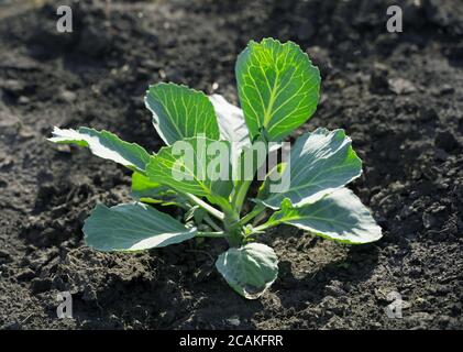 Cavolo in crescita nel giardino all'aperto, cespugli di cavolo bianco sulla terra nera. Foto Stock