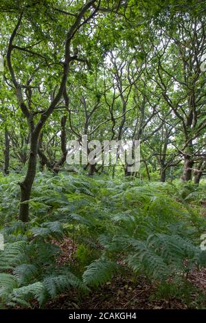 Paranco Covert Walberswick Suffolk Foto Stock