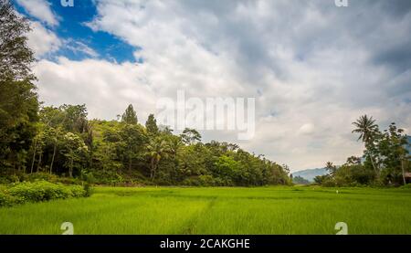 Una risaia verde lussureggiante sull'isola di Samosir, Lago Toba, Sumatra del Nord, Indonesia Foto Stock