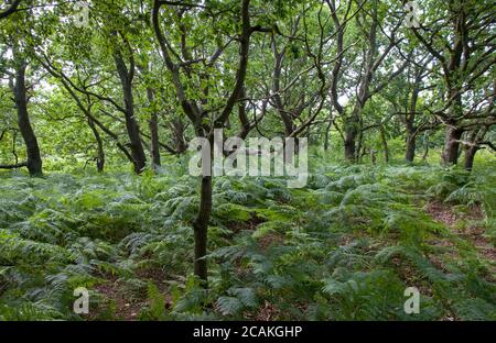 Paranco Covert Walberswick Suffolk Foto Stock