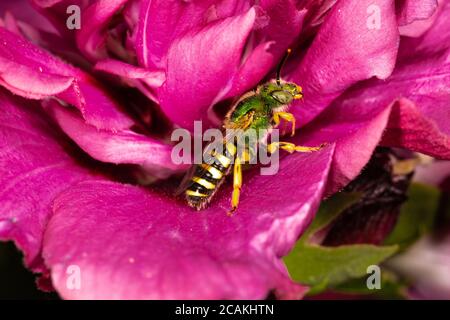 Ape con ali di marrone a righe (Agapostemon splendens) su Hibiscus Flower Foto Stock