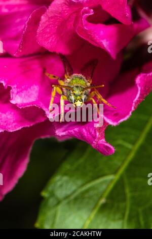 Ape con ali di marrone a righe (Agapostemon splendens) su Hibiscus Flower Foto Stock