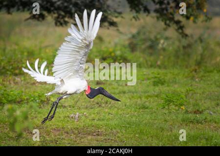 Jabiru (Jabiru Mycteria) Flying - Mato Grosso do sul - Brasile Foto Stock