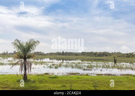 Buriti Tree at Wetlands - Stato Mato Grosso do sul - Brasile Foto Stock