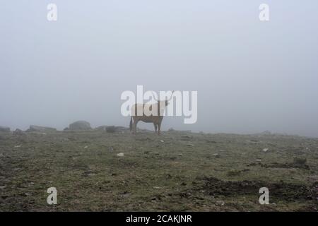 Mucca di montagna semi-selvatica purebred dal parco nazionale di Peneda Geres, a nord del portogallo, nella nebbia. Foto Stock