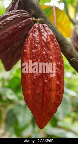 Un pod cacao rosso maturo appeso ad un albero di cacao Foto Stock