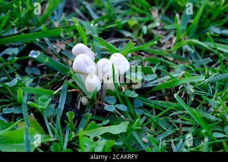 Piccolo gruppo di caps dunce bianchi (Conocybe apala) tra l'erba appena falciata di un giardino di Ottawa, Ontario, Canada. Foto Stock