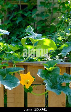 Zucchine (Cucurbita pepo) fiore e foglie che si affacciano su una recinzione in legno giardino nella luce del sole di Ottawa, Ontario, Canada. Foto Stock