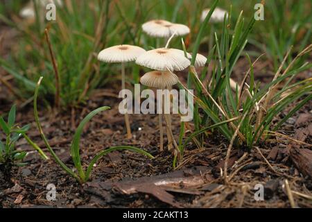 Fungo con tappo a inchiostro pieghettato (Parasola plicatilis) che mostra il caratteristico centro della testa rossastro/marrone e la capsula a coste. Ottawa, Ontario, Canada. Foto Stock