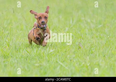 Dog Dachshund che corre su erba verde Foto Stock