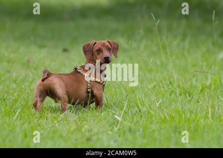 Dog Dachshund su erba verde Foto Stock