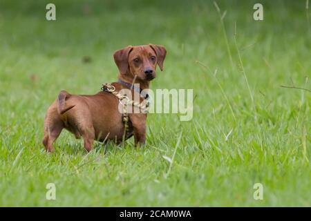 Dog Dachshund su erba verde Foto Stock