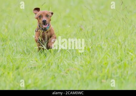 Dog Dachshund che corre su erba verde Foto Stock