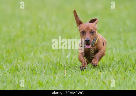 Dog Dachshund che corre su erba verde Foto Stock