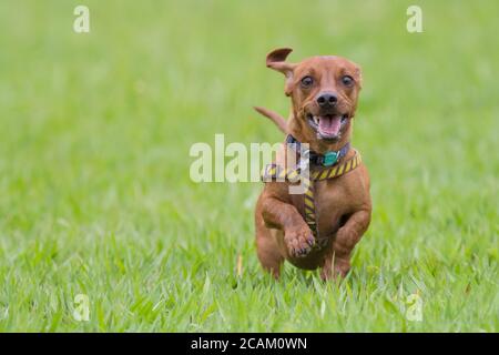 Dog Dachshund che corre su erba verde Foto Stock