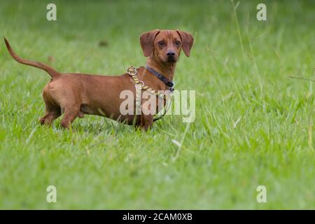 Dog Dachshund su erba verde Foto Stock