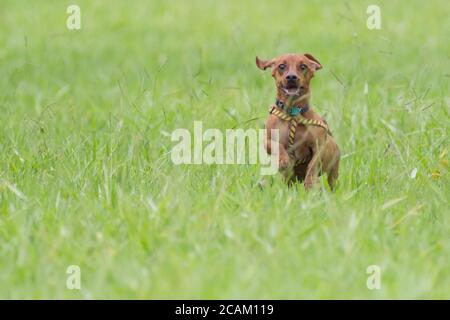 Dog Dachshund che corre su erba verde Foto Stock