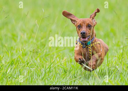 Dog Dachshund che corre su erba verde Foto Stock