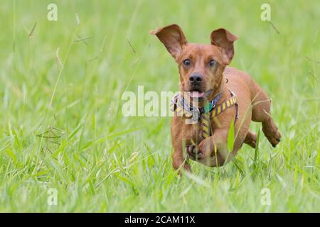 Dog Dachshund che corre su erba verde Foto Stock