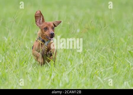 Dog Dachshund che corre su erba verde Foto Stock