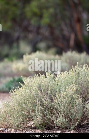 Saltbush. Marzo 2011. Santuario di Entwood. Sandleton. Murraylands. Australia del Sud. Australia. Foto Stock