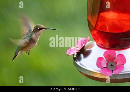 Hummingbird si avvicina a un alimentatore nel giardino Foto Stock