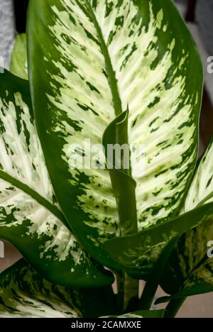 Modelli in giovani foglie di Dieffenbachia Seguine (Dumb cane) Foto Stock