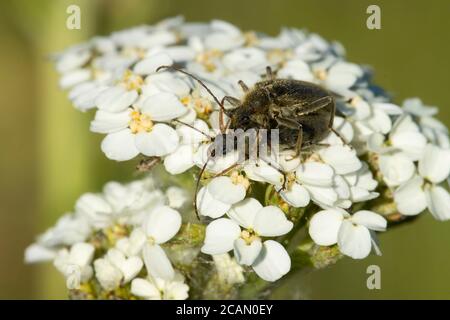Beetles on yarrow lungo East Moraine Trail, Wallowa County, Hells Canyon National Scenic Byway, Oregon Foto Stock
